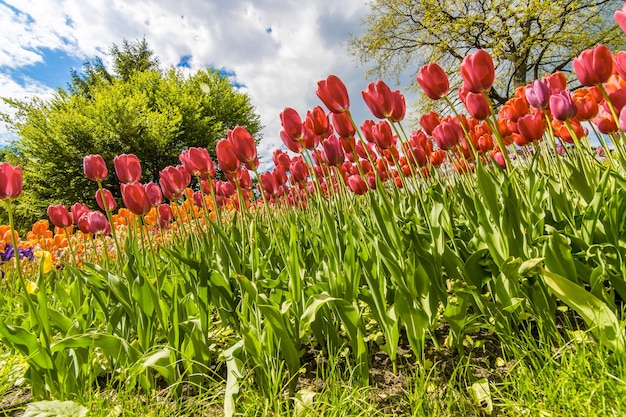 Blooming red tulips outdoors closeup shot