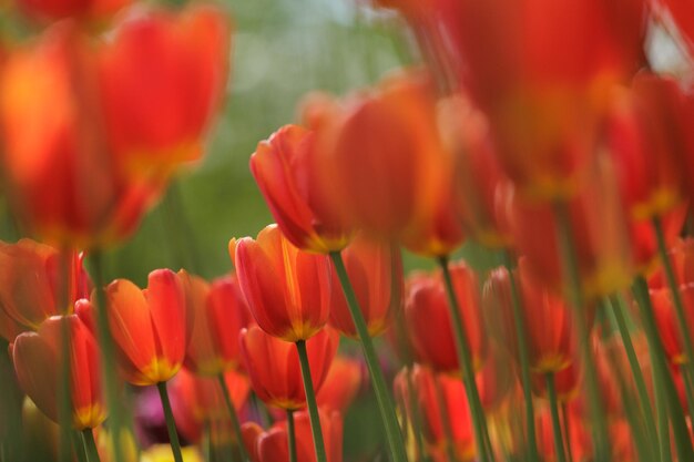 Blooming red tulips in park on flower bed spring fresh flowers in sunlight