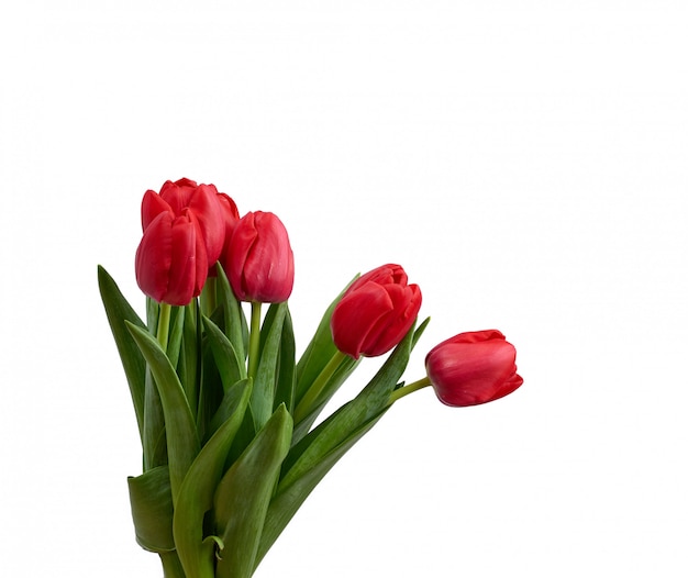 Blooming red tulips with green leaves and stem isolated