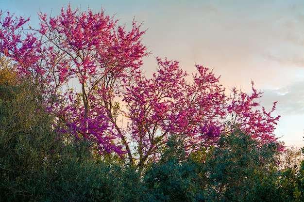 Blooming redbud tree at sunset