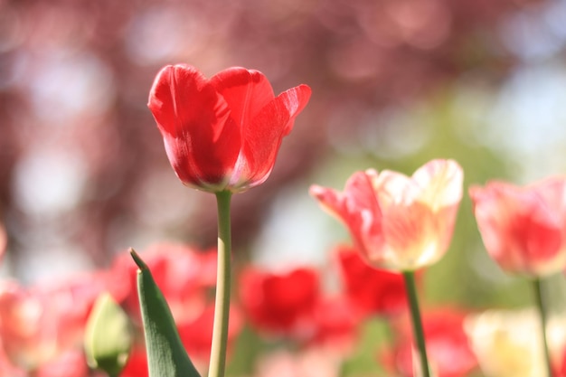 公園広場の植物園に咲く赤ピンクのチューリップ