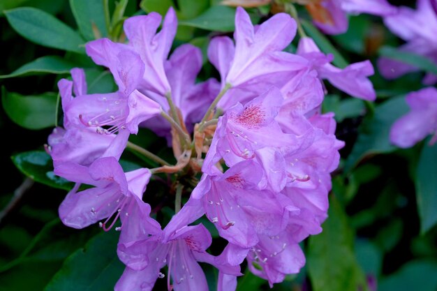 Blooming rhododendron bush