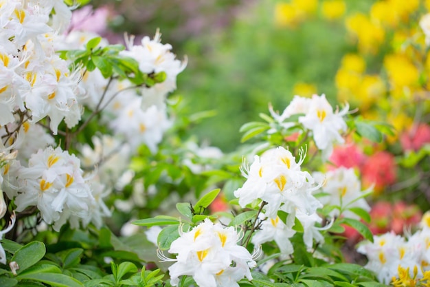 Blooming rhododendron flowers close up