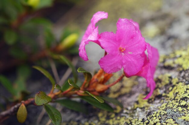 Blooming rhododendron