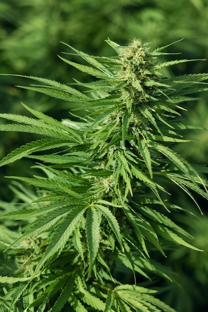 Цветущая спелая марихуана с бутонами и зелеными листьями Органические женские растения Cannabis Sativa с CBD