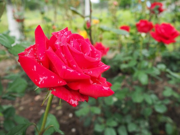 咲くロマンチックな新鮮なルージュローズピンクと深紅のバラが庭に咲く水滴の花びら