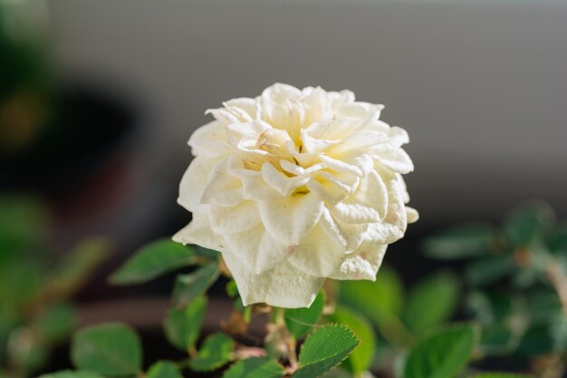 Blooming Rosa Kordana foliage nature background close up on the window Flower shop concept