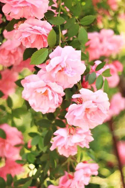 咲くバラの茂み夏の庭の茂みにピンクの花公園のクローズ アップの花