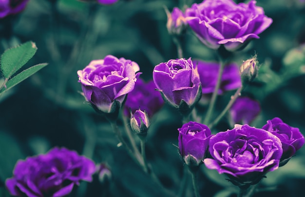 Blooming rose bushes close up