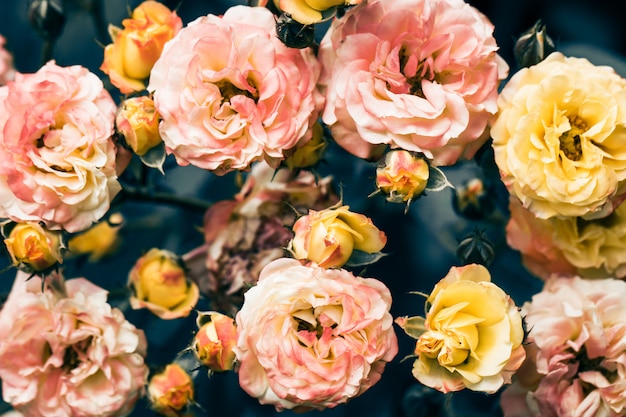 Blooming rose bushes close up