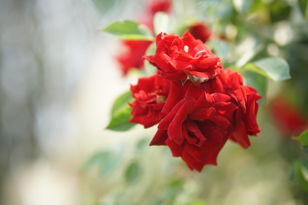 Blooming rose flower in bloom in garden park