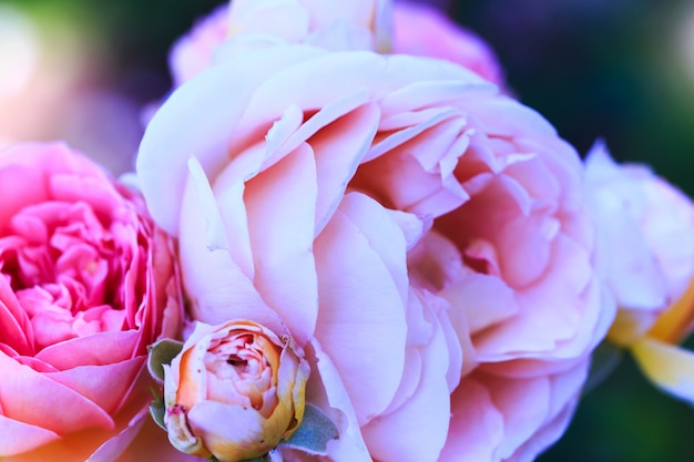 Blooming rose flowers