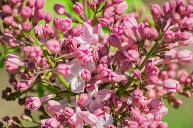 Blooming rose lilac against green background close up. Spring vibes.