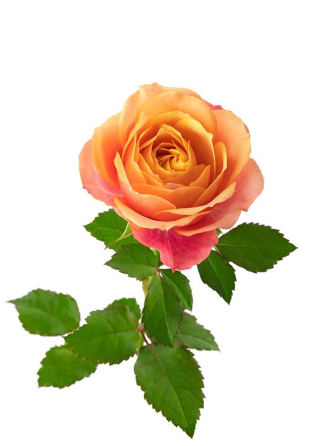 a blooming rose with green leaves isolate on a white background