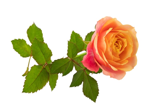 a blooming rose with green leaves isolate on a white background