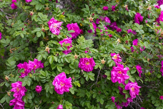 A blooming rosehip in the garden Wild shrub of medicinal flower Pink Rose