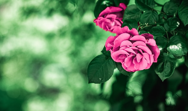 Rose in fiore nel bellissimo giardino fiorito come sfondo floreale