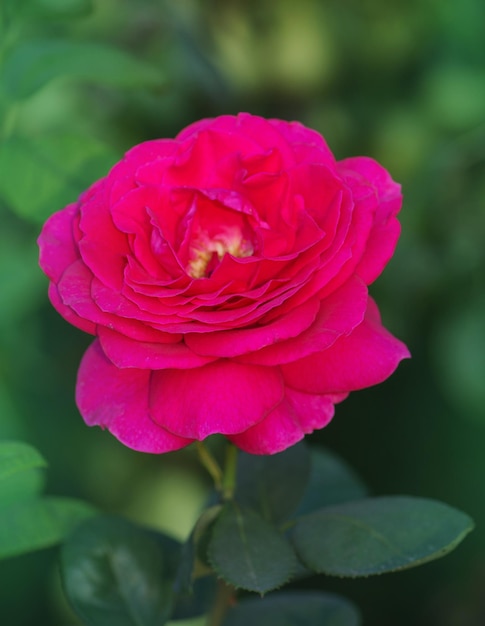 Blooming roses Big Purple on the bush in rose garden