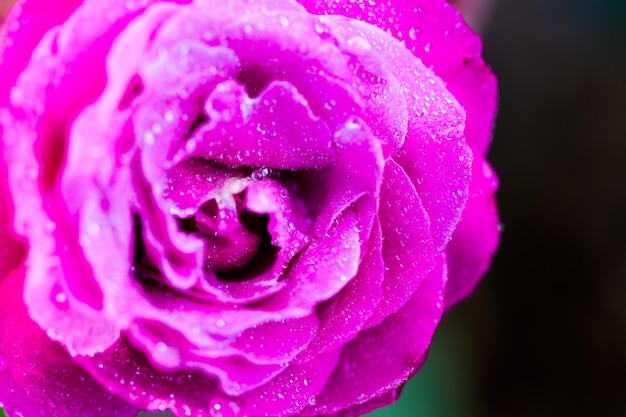 Blooming roses in urban garden.