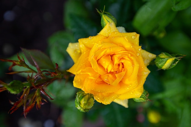 Rose in fiore con foglie in gocce d'acqua dopo la pioggia