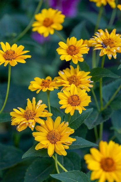 Blooming rough oxeye flower with yellow petals in summertime, close-up photography.