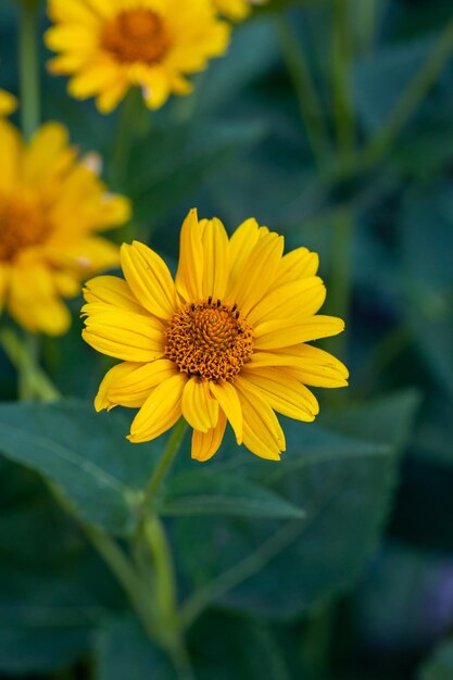 夏に黄色の花びらと咲く荒いフランスギクの花、クローズアップ写真。