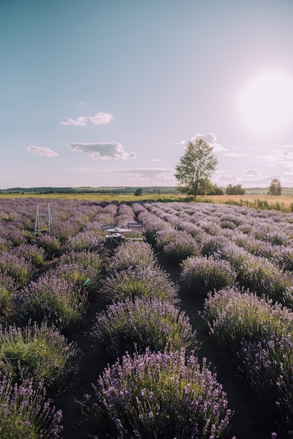 Photo blooming rows of lavender field at sunset