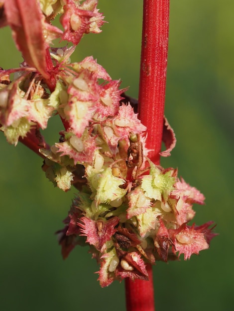 blooming Rumex crispus in a summer meadow