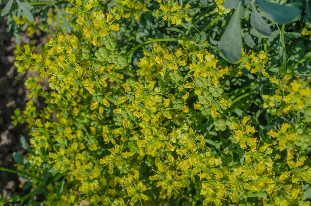 Blooming ruta graveolens in garden Common rue plant