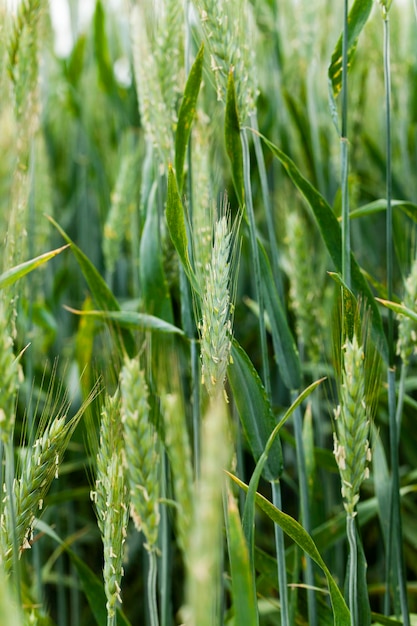 Blooming rye flowering