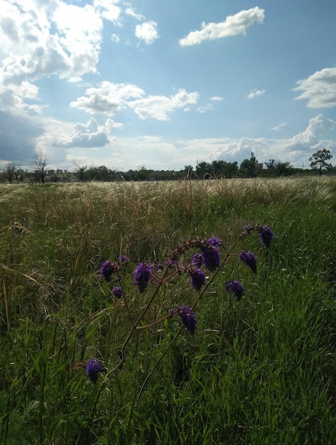 Blooming sage and blooming feather grass in the steppe in spring