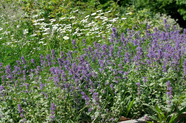 Blooming sage on a bright sunny summer day