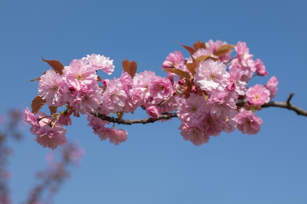 Blooming sakura against the blue sky