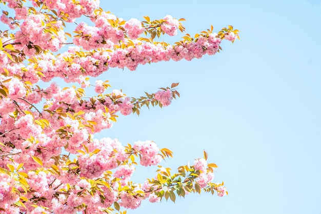 Blooming sakura on a background of sky in the sun