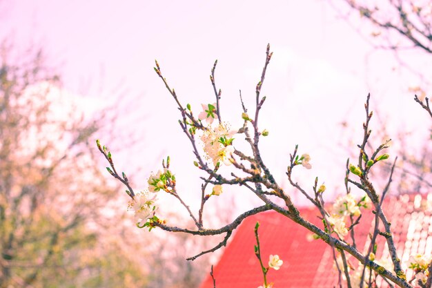 家の屋根の背景に咲く桜の枝春の果樹園の目覚め