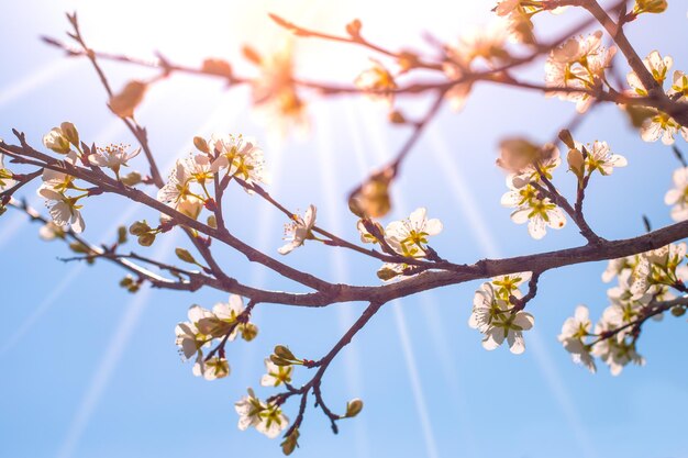 Blooming sakura branch illuminated by the rays of the bright spring sun beautiful seasonal