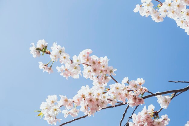 Foto i rami di sakura in fiore contro il cielo blu l'albero di ciliegio in fiore