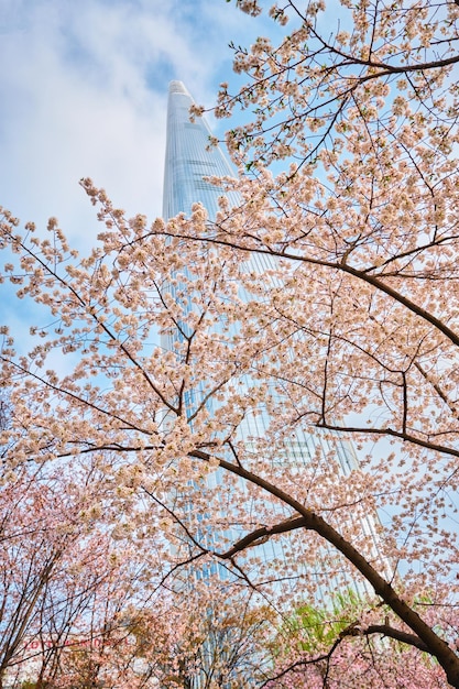 Blooming sakura cherry blossom alley in park