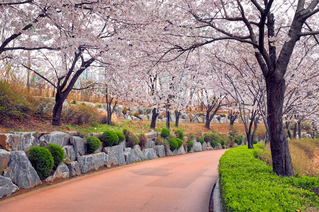 公園に咲く桜の路地