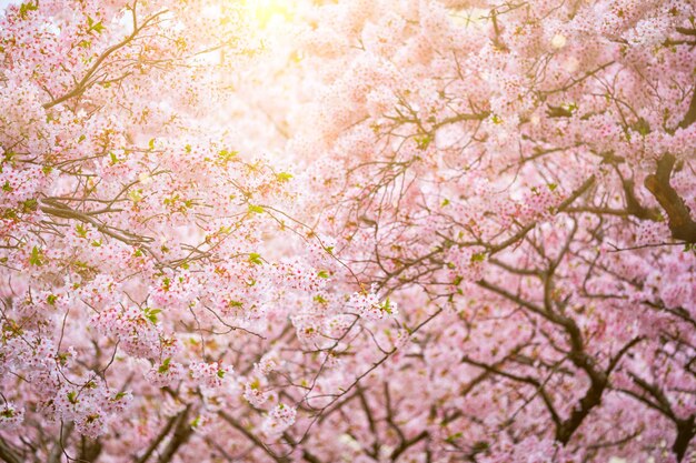 Photo blooming sakura cherry blossom