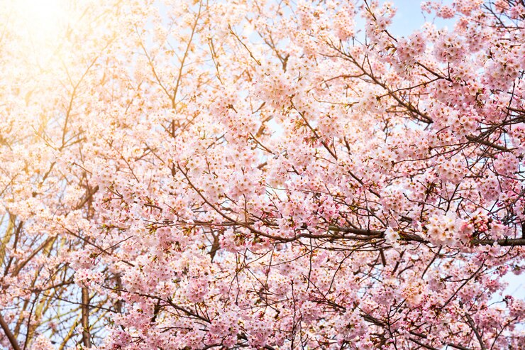 Blooming sakura cherry blossom