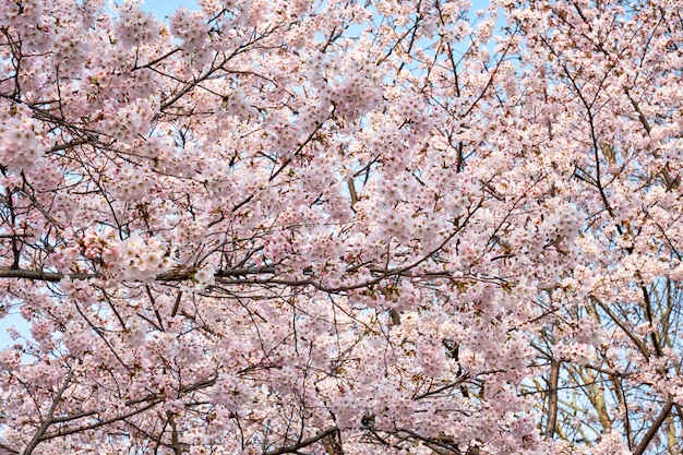 Fiore di ciliegio sakura in fiore