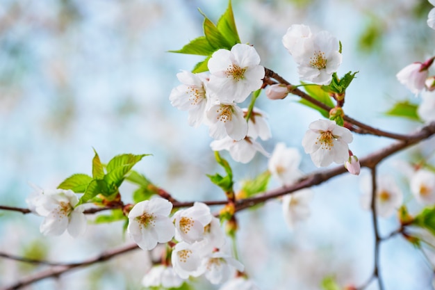 Photo blooming sakura cherry blossom