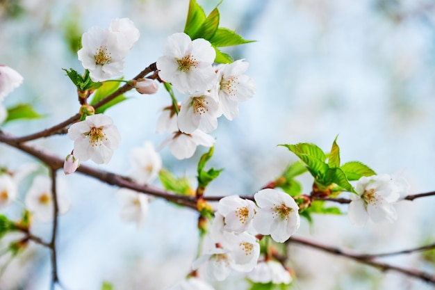 Fiore di ciliegio sakura in fiore