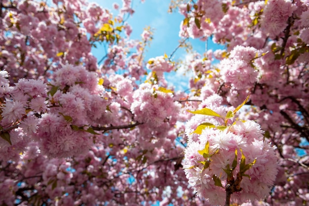 Il ciliegio in fiore di sakura si avvicina allo spazio della copia