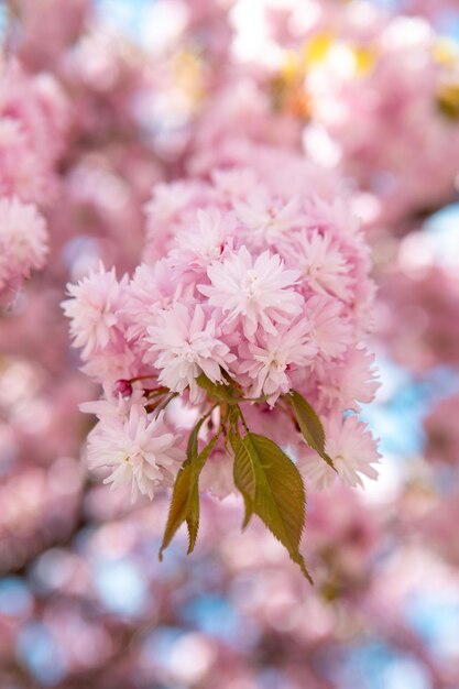 咲く桜桜