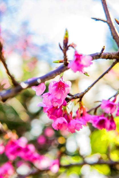 咲く桜の花と桜の木