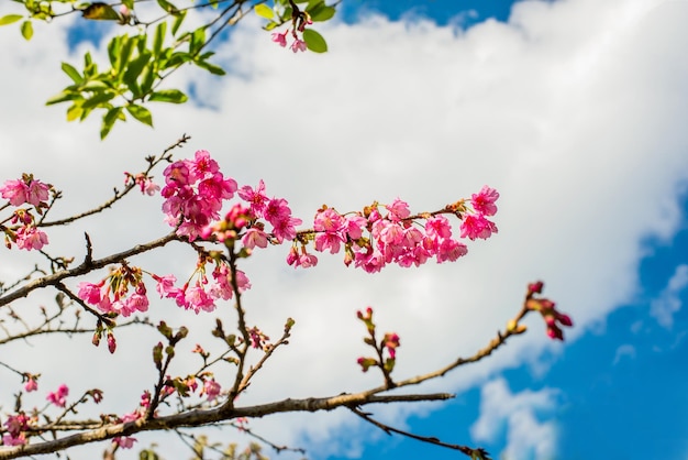 blooming Sakura flower and Cherry bossom tree