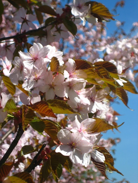 Blooming sakura tree macro