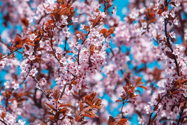 Blooming sakura tree at sunny spring day